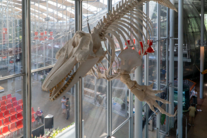 California Academy of Sciences