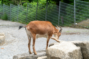 Tiere / Animals