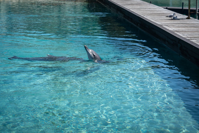 Dolphins / Delfine