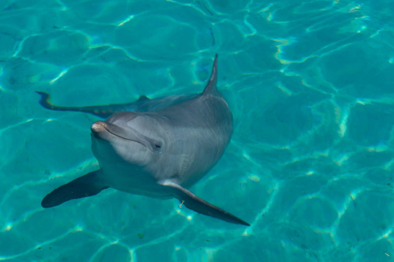 Dolphins / Delfine
