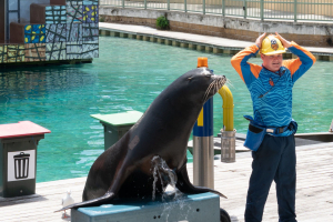 Seal Guardians
