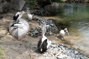 Pelicans / Pelikane