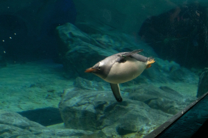 Penguins / Pinguine