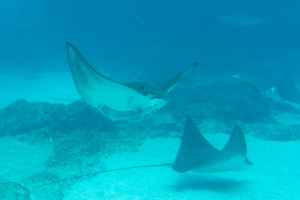 Stingray / Stachelrochen