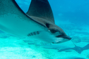 Stingray / Stachelrochen