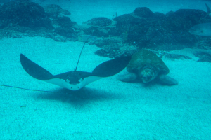 Stingray / Stachelrochen