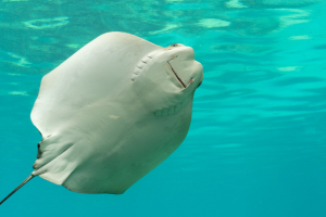 Stingray / Stachelrochen