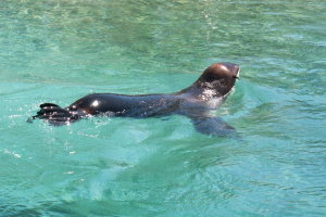 Seal / Robbe