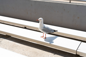 Thunder Lake Stunt Show