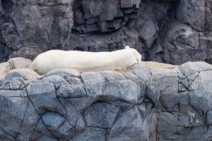 Polar Bear / Eisbär