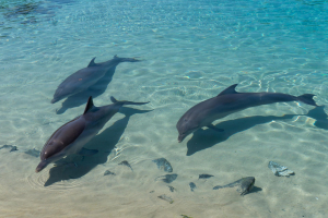 Dolphins / Delfine
