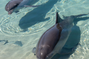 Dolphins / Delfine