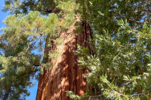 Sequoia National Forest