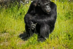 Chimpanzee / Schimpanse