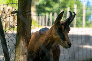 Tierpark