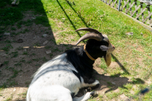 Tierpark