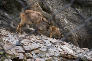 Tierpark Hagenbeck
