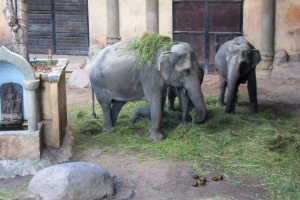 Tiere / Animals