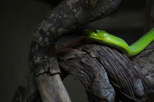 Tropen-Aquarium Hagenbeck
