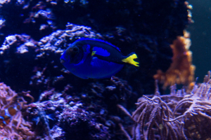 Tropen-Aquarium Hagenbeck