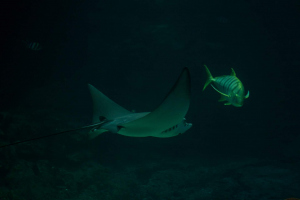 Tropen-Aquarium Hagenbeck
