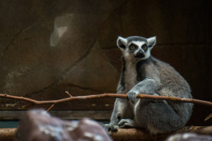 Tropen-Aquarium Hagenbeck