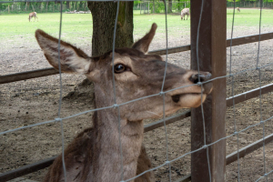 Wildpark Lüneburger Heide