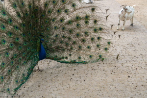 Wildpark Lüneburger Heide