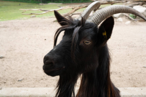 Wildpark Lüneburger Heide