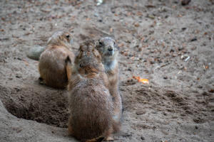 Wildpark Lüneburger Heide