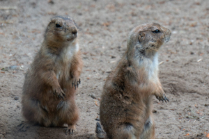 Wildpark Lüneburger Heide