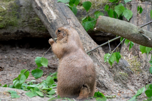 Wildpark Lüneburger Heide