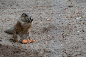 Wildpark Lüneburger Heide