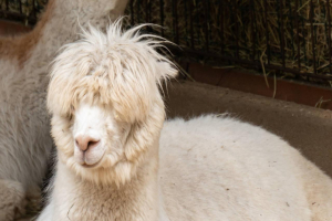 Wildpark Lüneburger Heide