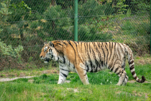 Wildpark Lüneburger Heide
