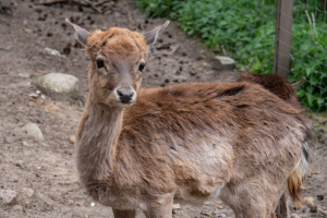 Wildpark Lüneburger Heide