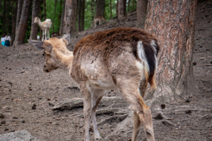 Wildpark Lüneburger Heide