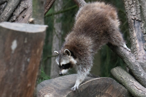 Wildpark Lüneburger Heide