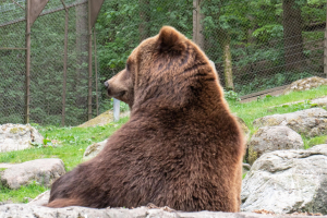 Wildpark Lüneburger Heide