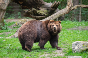 Wildpark Lüneburger Heide