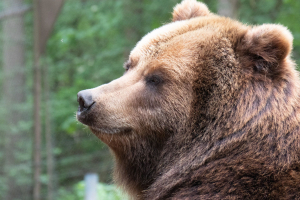 Wildpark Lüneburger Heide