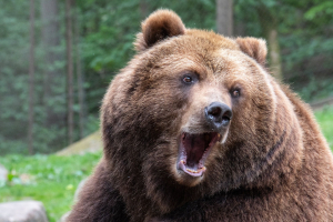 Wildpark Lüneburger Heide