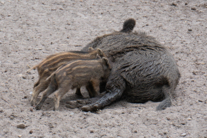 Wildpark Lüneburger Heide