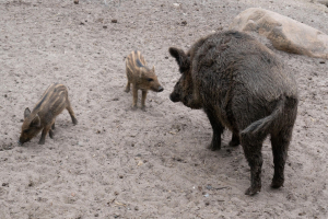Wildpark Lüneburger Heide