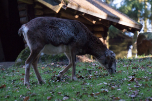 Wildpark Schwarze Berge