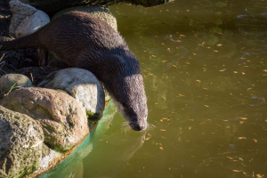 Wildpark Schwarze Berge