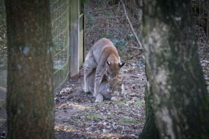 Wildpark Schwarze Berge