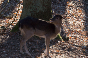 Wildpark Schwarze Berge
