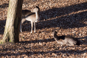 Wildpark Schwarze Berge