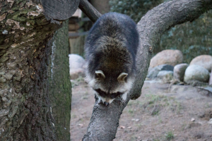 Wildpark Schwarze Berge